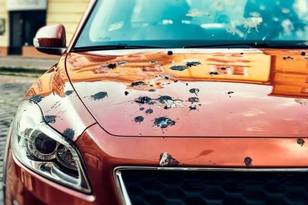 Resiko Diamkan Kotoran Burung di Bodi Mobil Terlalu Lama