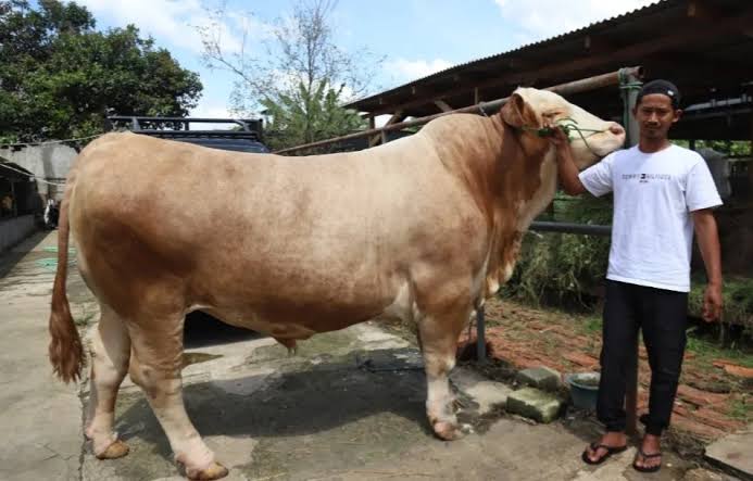 Presiden Prabowo Qurban 985 Sapi Untuk Seluruh Indonesia